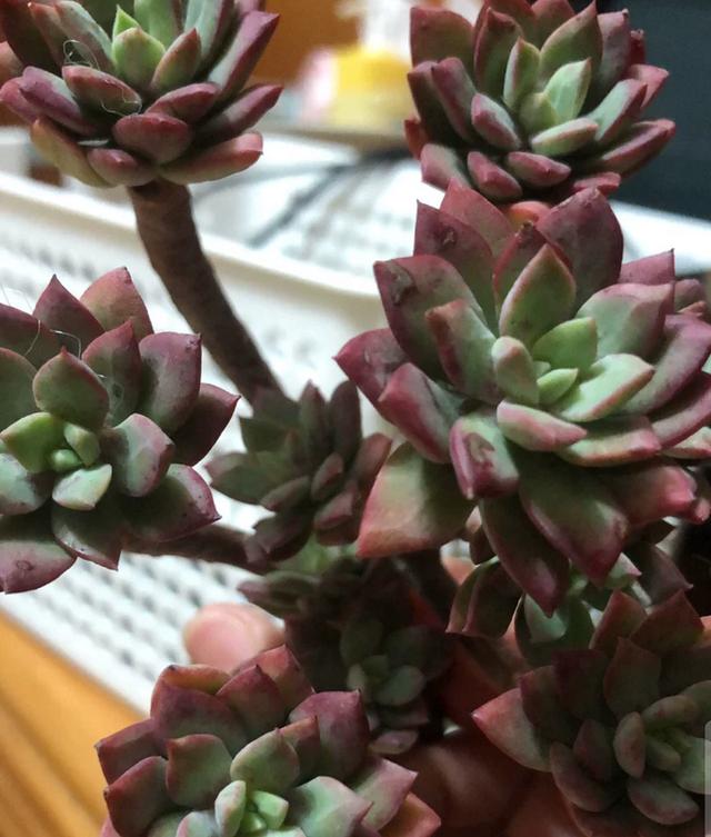 红稚儿不是红孩儿，听话好养护，晒晒太阳就变红