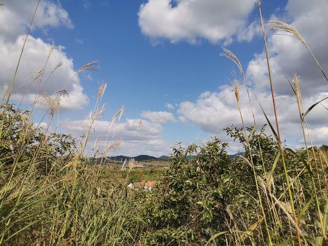 山村里的秋野