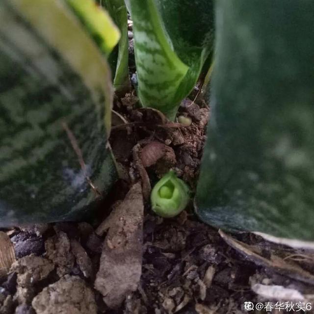 6种花特能生，1年翻10盆，送人都不心疼