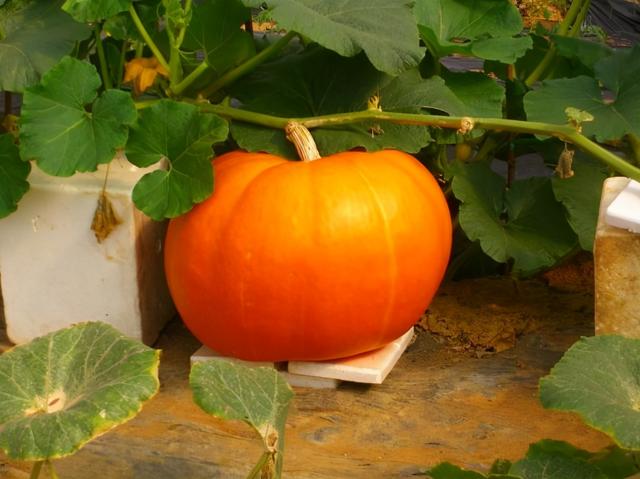 用这些主食代替米面，一周也能瘦3斤