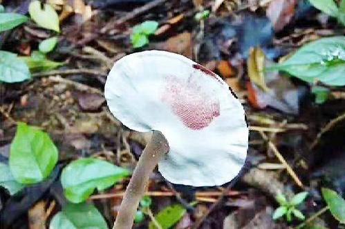 神农本草图经 青芝 赤芝 黄芝 白芝 黑芝 赤箭 茯苓 松脂