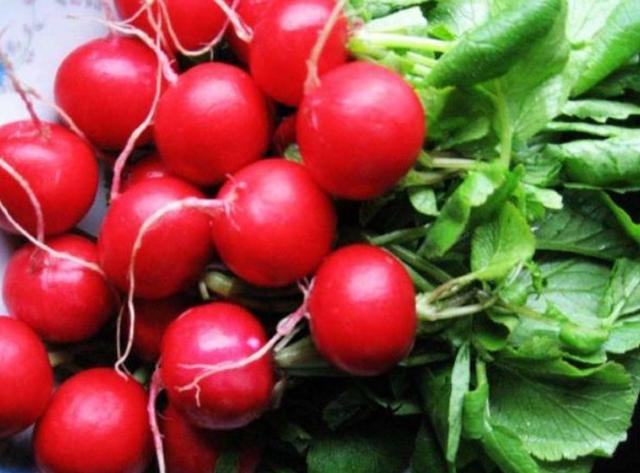 养花不如种菜，阳台种上4种菜，油绿漂亮，再冷不用出门买