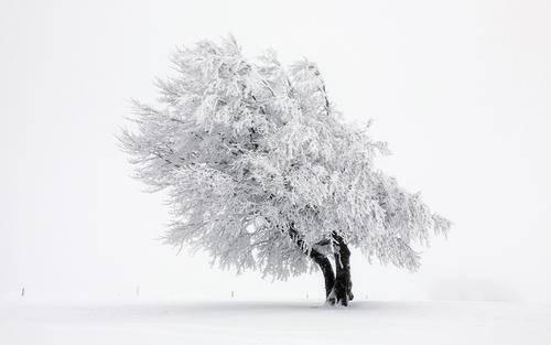 这一生我只做了两件事：吻了一下雪，或者把雪抱在了怀里