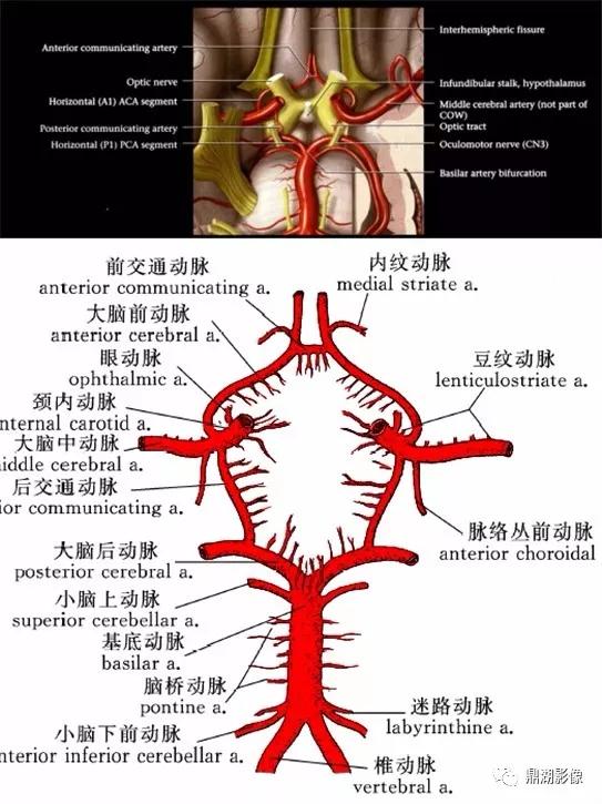 WoW，最全神经系统解剖图来了