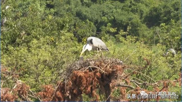 趣旅游■「打好四张牌 建设新都昌」鄱阳湖区夏候鸟进入了最佳观赏期
