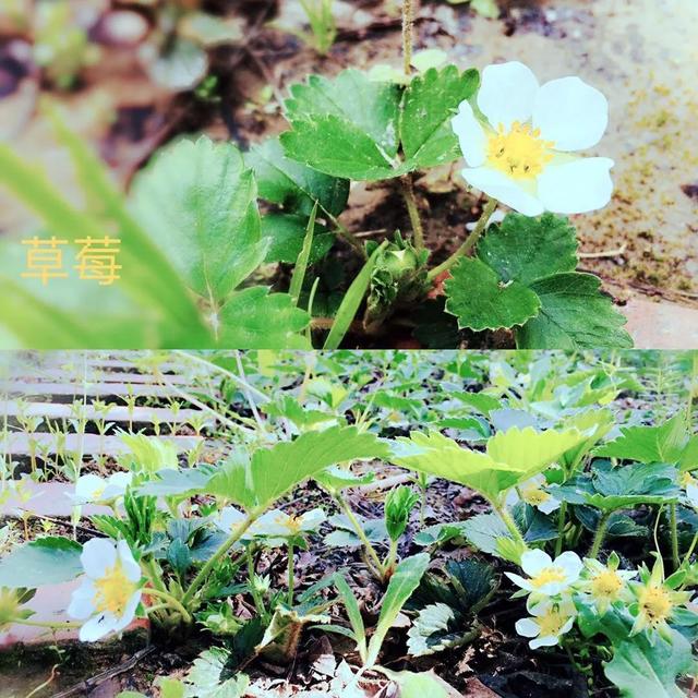 你的育儿经：最美四月天 海安市长江路幼儿园在等你