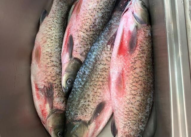 用什么鱼腌腊鱼才好吃？老师傅教给你，腊鱼醇厚甘香，花钱买不到