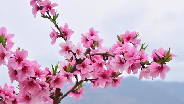 养育桃花时需要注意这几点，在家也能赏桃花，花团锦簇，美不胜收