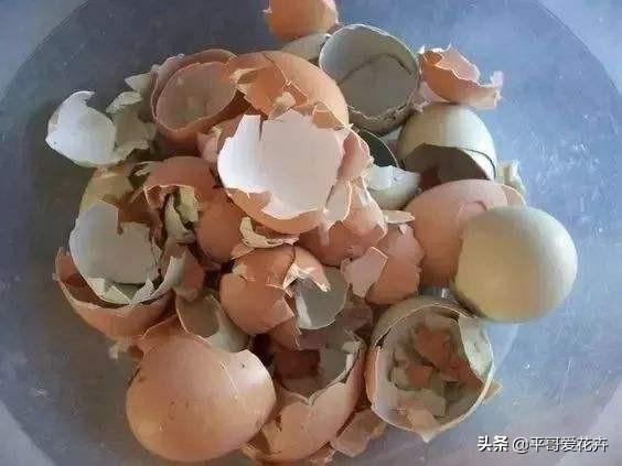 鸡蛋壳|还在买花肥？这“3种垃圾”扔盆里，肥效足，植物生长快、易爆盆