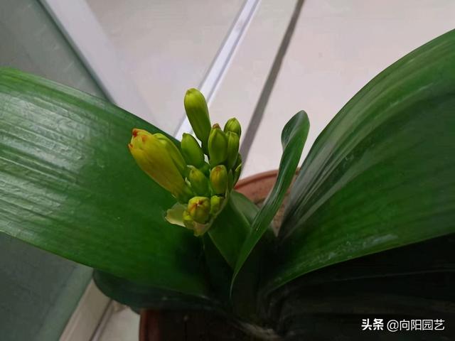 君子兰夹箭了，花箭咔嚓掰掉，喂点“花生油”，有效预防夹箭