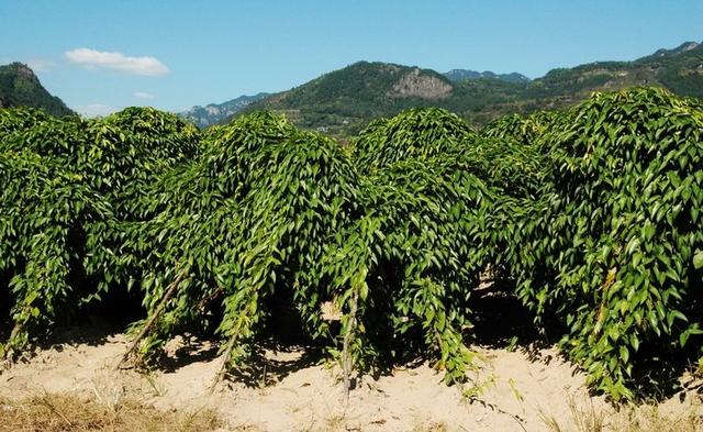 神农本草图经，薯蓣 菊花 甘草 人参 石斛 石龙芮