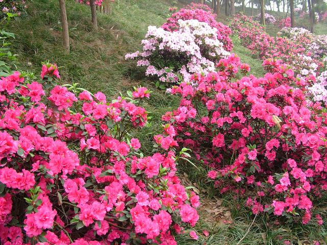 「趣旅游」成都新津老君山-花舞世界