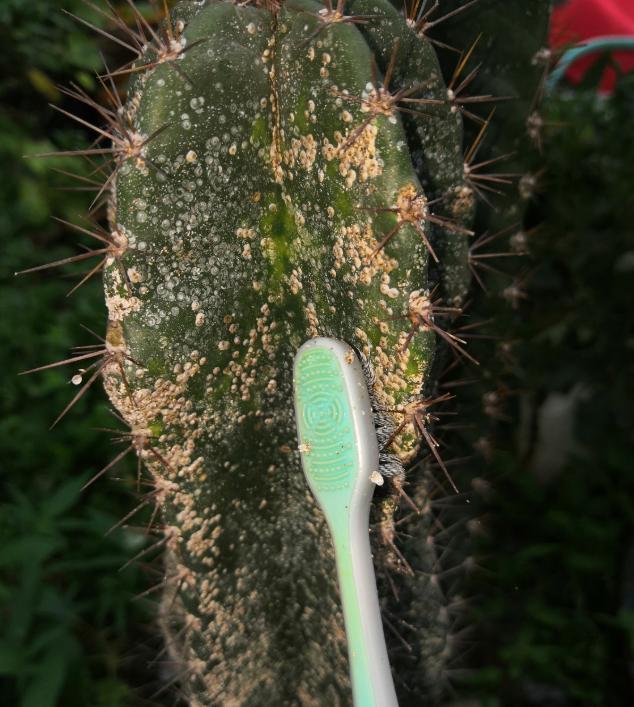 家里的花招了蚧壳虫，橄榄油加洗洁精，给花喷点效果好