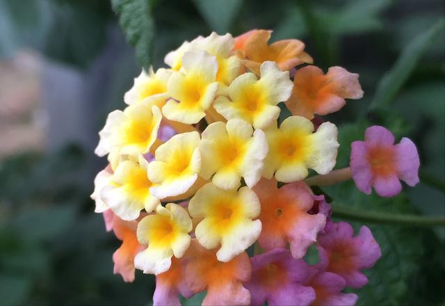 这“三类花”都相克，养一块“危害大”难开花，还会影响家人健康