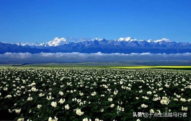 『旅行柚子君』旅行日记——昭苏大草原