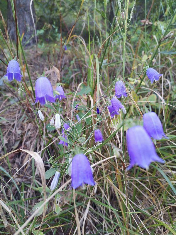 山村里的秋野