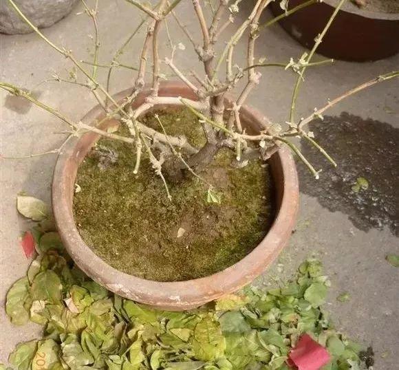 长寿花|这花就得饿着养，盆小水少，叶子越剪长得越旺！