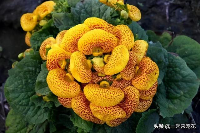 几种灯笼花，好看又喜庆，花期还很长，是家庭盆栽佳品