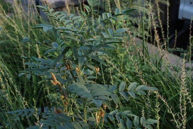 神农本草图经，薯蓣 菊花 甘草 人参 石斛 石龙芮