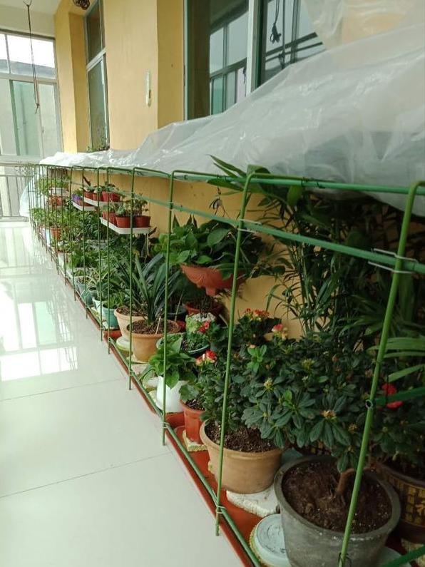 没暖气，忒冷？养花别着急，3个窍门教你，零下20度也不挨冻