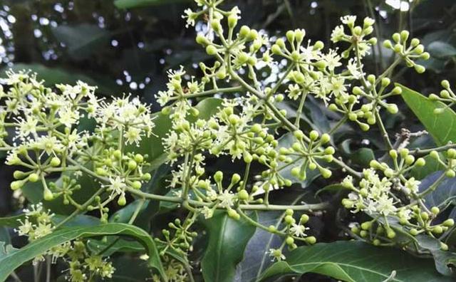 这5种观叶植物还能开花，很多人都不知道