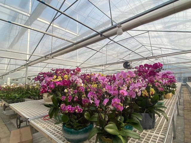 节前广州花卉行情如何？年桔蝴蝶兰“愁”，鲜