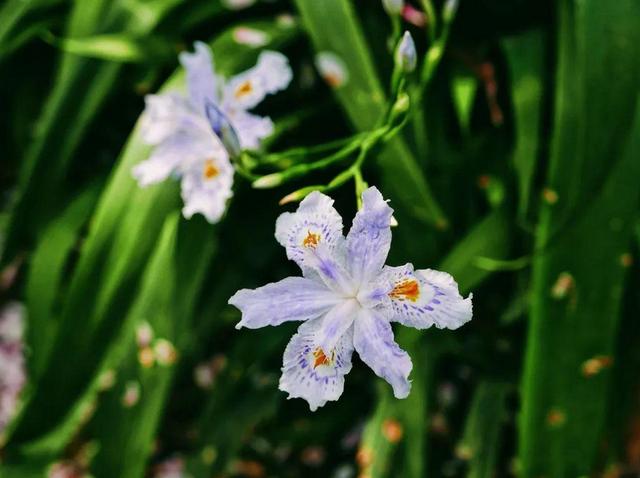 家里通风差，快养两种香香花，冬天开花香喷喷，花色也很美