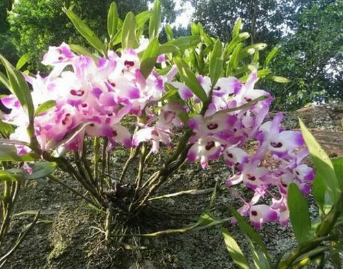 神农本草图经，薯蓣 菊花 甘草 人参 石斛 石龙芮