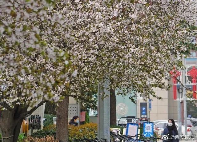 「旅行百事通」实名曝光西安这几个地方的春天，太美了…