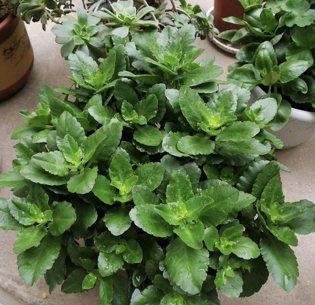 枝条|养长寿花6年，总结“5点”经验，一盆能变50盆，开花停不下来