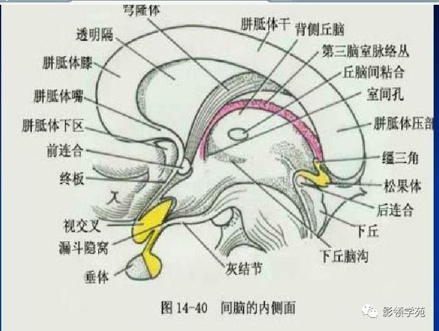 垂体病变的MRI诊断