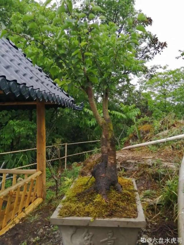 门前不栽竹，门后不留树，老祖宗传下来的养花谚语，特别准