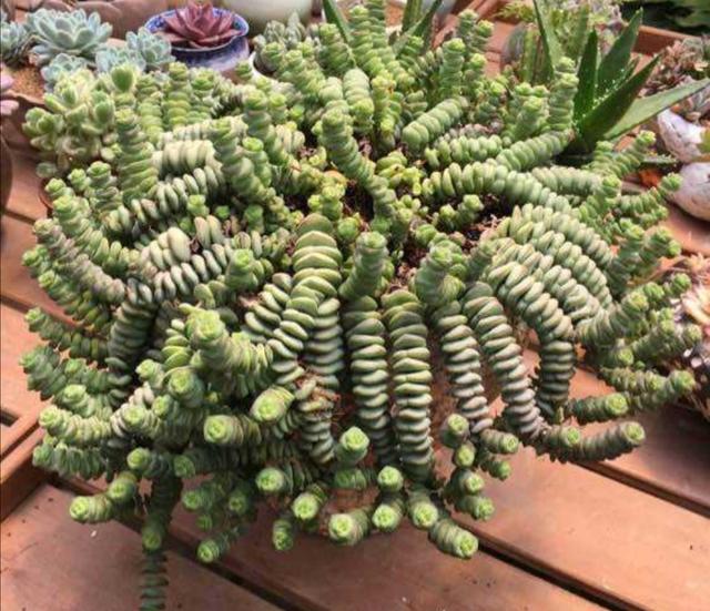 多肉钱串怎么养，才能长满花盆，株型更美观