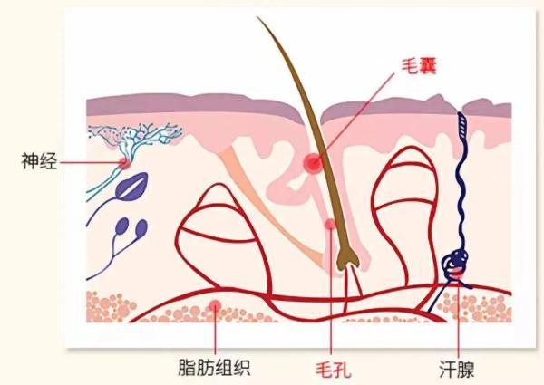 鸡皮疙瘩|为什么这么多人英年早秃？可能是因为不擅长“炸毛”