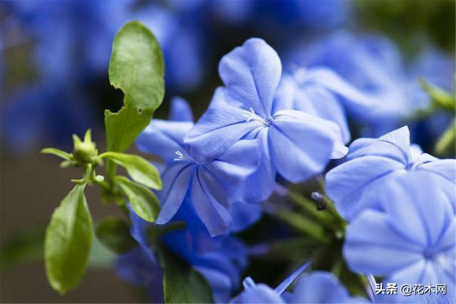 蓝梦之花，解析梦中蓝色花朵降落的神秘寓意