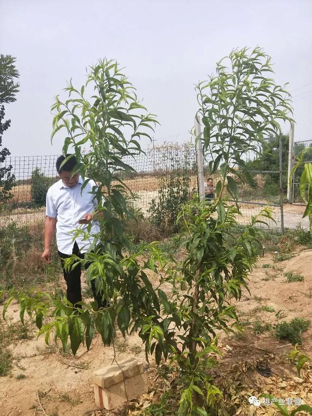 两年生一主两干形桃树整形修剪后的现状