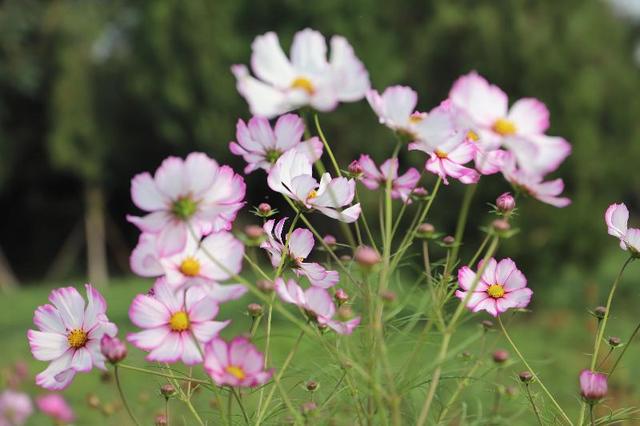 格桑花，美好时光，幸福花