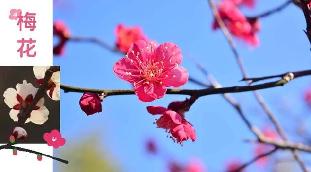 花坛|花花的世界，你可知道谁是谁？