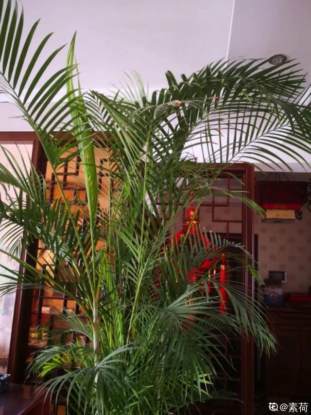 15种镇宅花，家里摆一盆，镇宅旺运超霸气