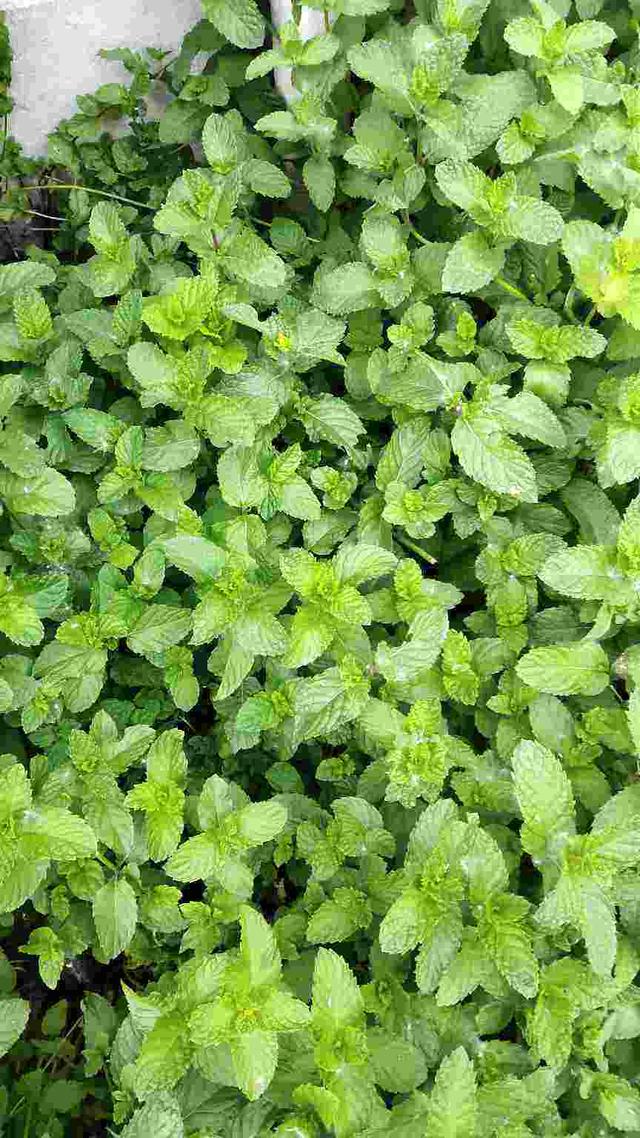 折腾不死的五种花，两个月不浇水，照样水灵灵