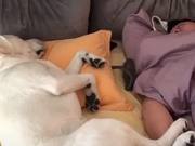 First Dog Strange Sleeping Pose Awards: Haha Haha, Watch and Laugh!