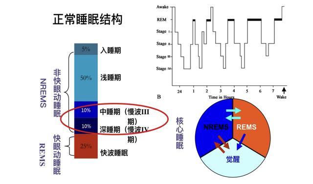 蝙蝠也太能睡了吧！简直让人嫉妒！