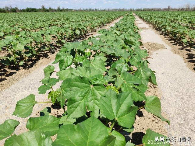 今年棉花出苗好,也历经了一些问题,如因药害问题补叶面肥和激素较多