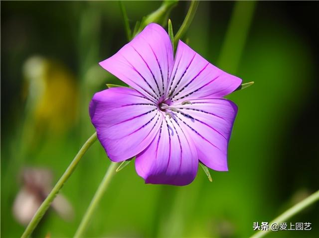 几款清新可人的小草花，总能在不经意间温暖你的心房