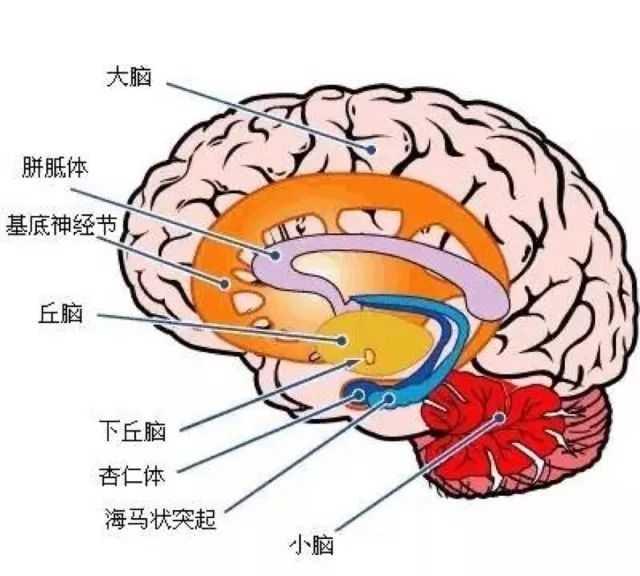 你的育儿经■《鳄鱼怕怕 牙医怕怕》：好习惯养成书，道出了吼叫式育儿的本质