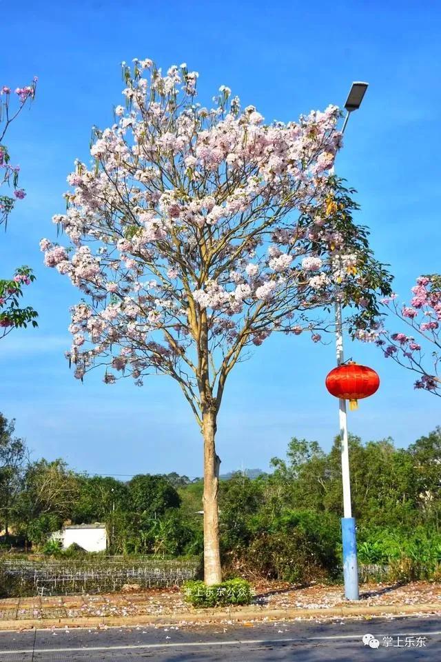 旅行柚子君■这个春天,乐东的花又开好了 趁着花期,可以出去赏花哦!