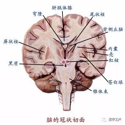 WoW，最全神经系统解剖图来了