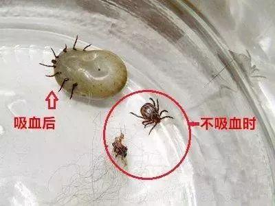 「你的育儿经」注意！身上出现这个“黑点”非常危险，六安已有人中招...