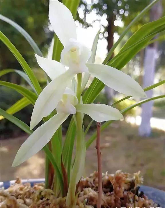 茶花|养花一句话，抵过十本书，茶花烂根有救了！