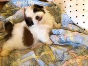 This adorable puppy is the hottest trend online! I really want to rub its little tummy...